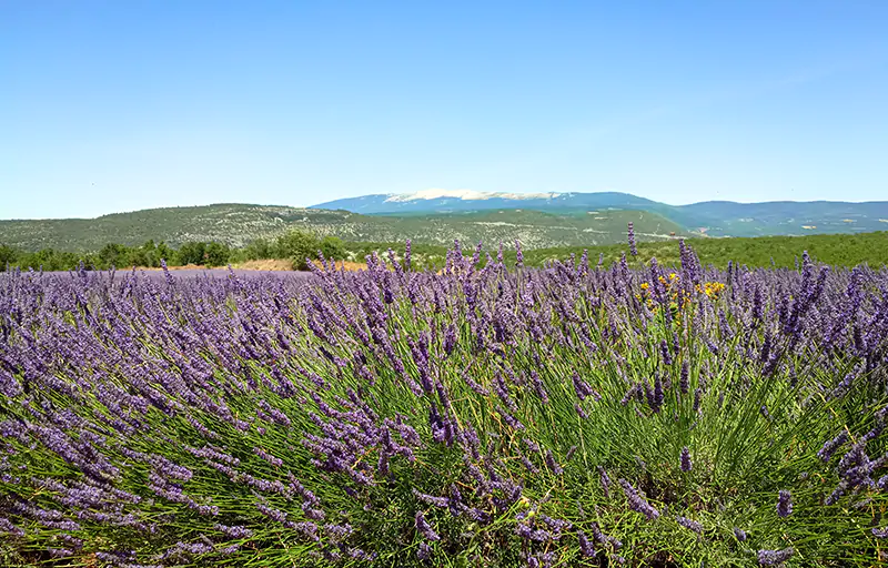 Visit Luberon Provence with private chauffeur